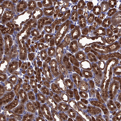 PGK1 Mouse mAb