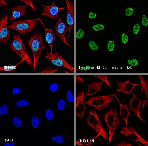 Histone H3 (tri methyl K4) Recombinant Rabbit mAb (S-4099)