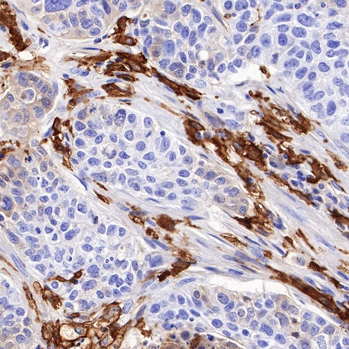 CD16 Recombinant Rabbit mAb (SDT-387-36)