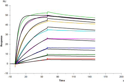 BAFF/TNFSF13B/CD257 Trimer His Tag Protein, Human