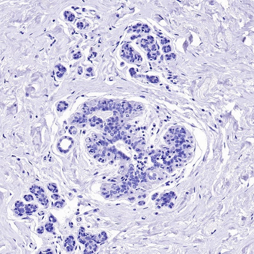 Claudin 3+Claudin 9 Recombinant Rabbit mAb (SDT-1452-69)