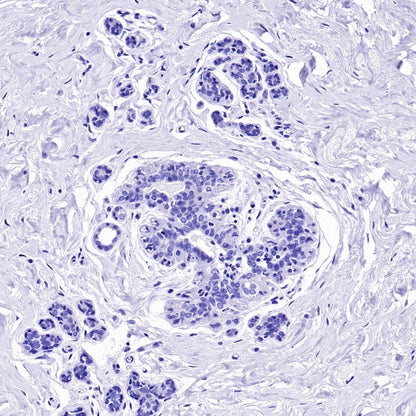 Claudin 3+Claudin 9 Recombinant Rabbit mAb (SDT-1452-69)