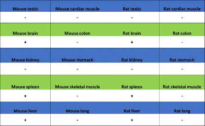 JAK1 Recombinant Rabbit mAb (S-1819-142)