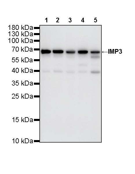 IMP3 Recombinant Rabbit mAb (S-6196)