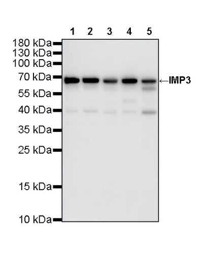 IMP3 Recombinant Rabbit mAb (S-6196)