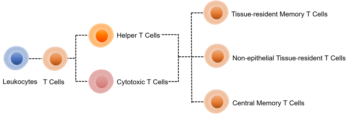 Human Tissue-Resident T Cells Kit (CD3/CD4/CD8/CD62L/CD69/CD103)
