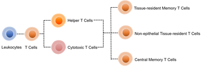 Human Tissue-Resident T Cells Kit (CD3/CD4/CD8/CD62L/CD69/CD103)