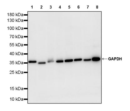 GAPDH Recombinant Mouse mAb (S-4721)