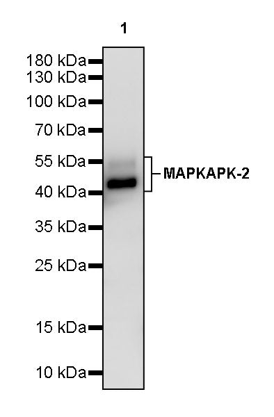 MAPKAPK-2 Recombinant Rabbit mAb (S-2641-58)