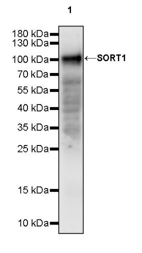 SORT1 Recombinant Rabbit mAb (S-2233-47)