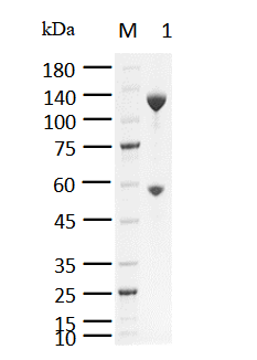 DDB1/CRBN Complex, His Tag Protein