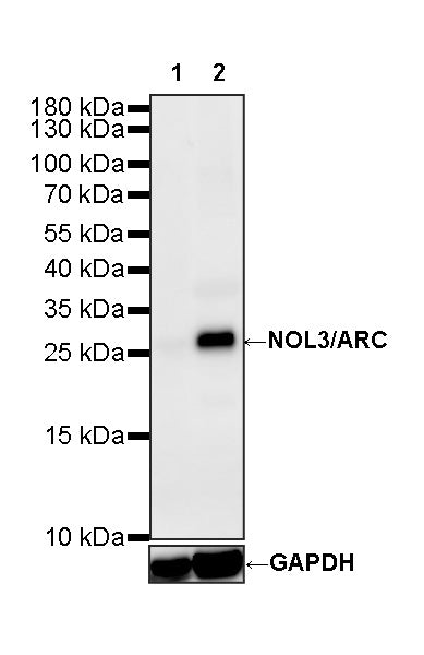 NOL3/ARC Recombinant Rabbit mAb (S-4660-38)