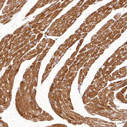 AIFM2/FSP1 Recombinant Rabbit mAb (S-2271-67)