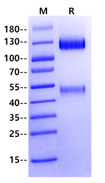 CD221/IGF1R His Tag Protein, Human