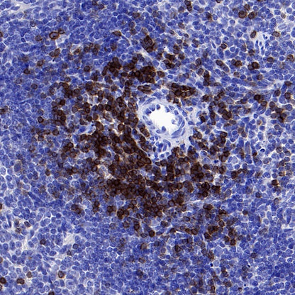 CD3ε Recombinant Rabbit mAb (S-300-125)