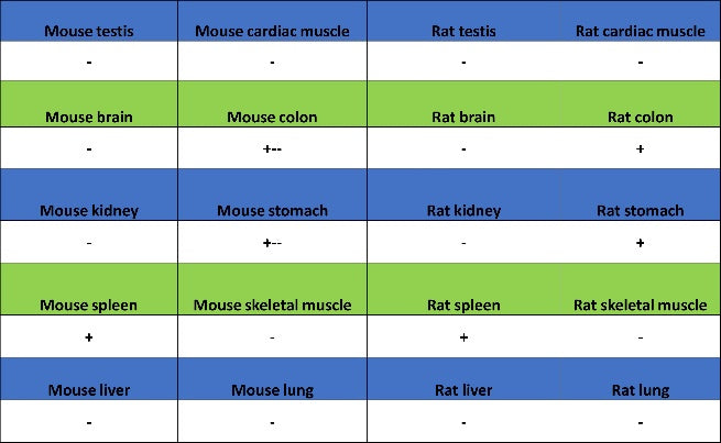 JNK1 + JNK2 + JNK3 (phospho T183+T183+T221) Recombinant Rabbit mAb (S-3593)