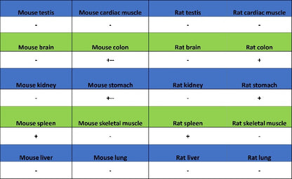 JNK1 + JNK2 + JNK3 (phospho T183+T183+T221) Recombinant Rabbit mAb (S-3593)