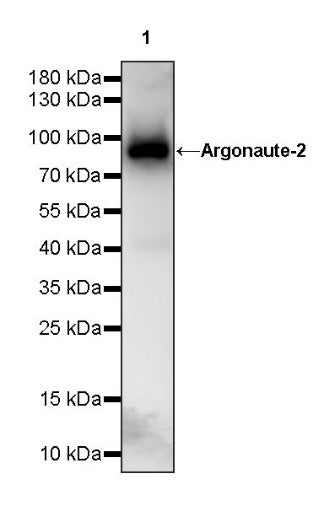 Argonaute-2 Recombinant Rabbit mAb (S-1826-47)