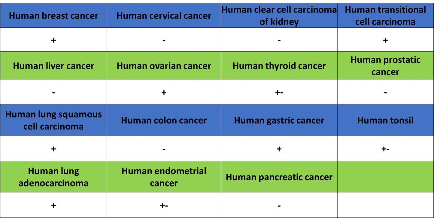 Thymidine Kinase 1 Recombinant Rabbit mAb (S-4127-43)