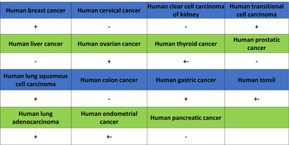 Thymidine Kinase 1 Recombinant Rabbit mAb (S-4127-43)
