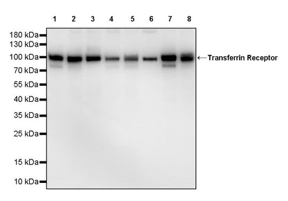 Transferrin Receptor Recombinant Rabbit mAb (S-4791)
