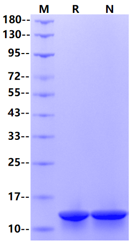 β-NGF Protein, Canine