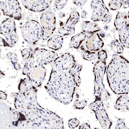 JunB Recombinant Rabbit mAb (S-R294)