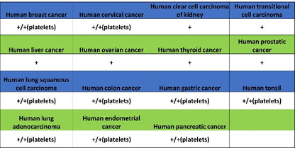 CD61 Recombinant Rabbit mAb (S-2515-6)
