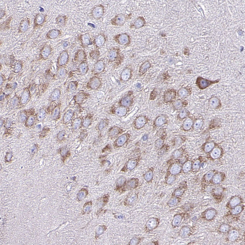 eIF3B Recombinant Rabbit mAb (S-816-8)