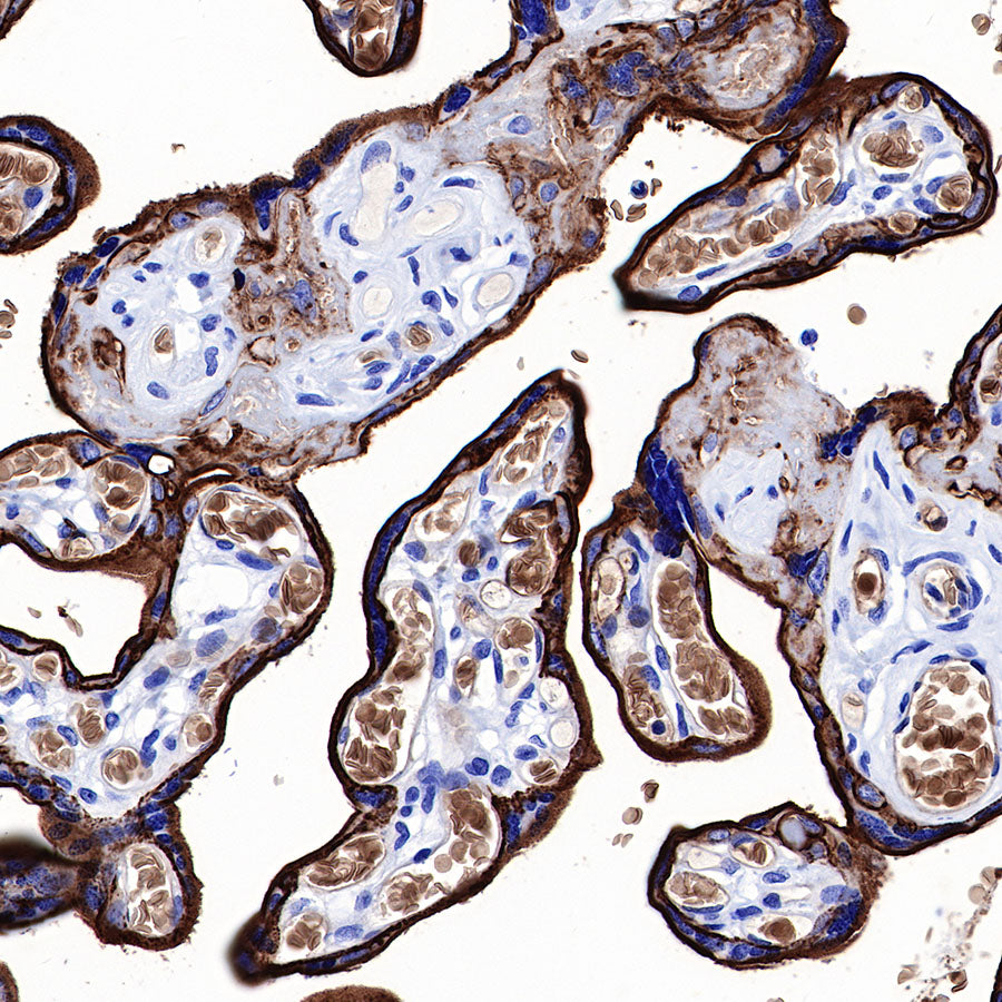 S-RMab® GLUT1 Recombinant Rabbit mAb (SDT-047-53)