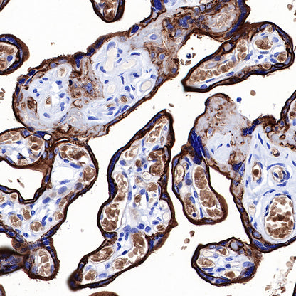 S-RMab® GLUT1 Recombinant Rabbit mAb (SDT-047-53)