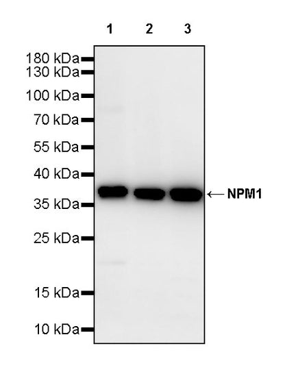 NPM1 Rabbit Polyclonal Antibody