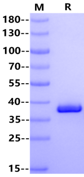 IGFBP-2 Protein, Mouse