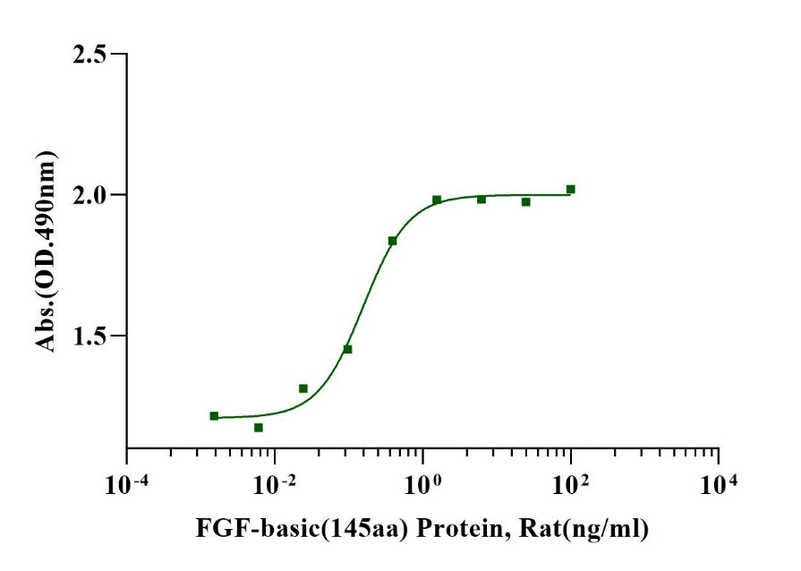 FGF-basic (145aa) Protein, Rat