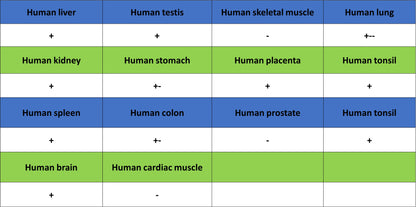 GLUT3 + GLUT14 Recombinant Rabbit mAb (S-5945)