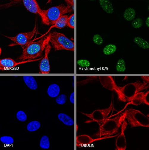 Histone H3 (di methyl K79) Recombinant Rabbit mAb (S-861-22)