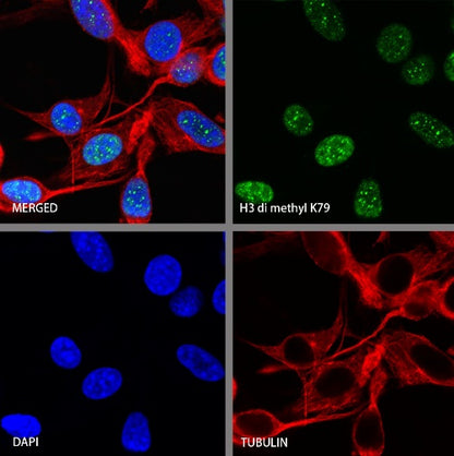 Histone H3 (di methyl K79) Recombinant Rabbit mAb (S-861-22)