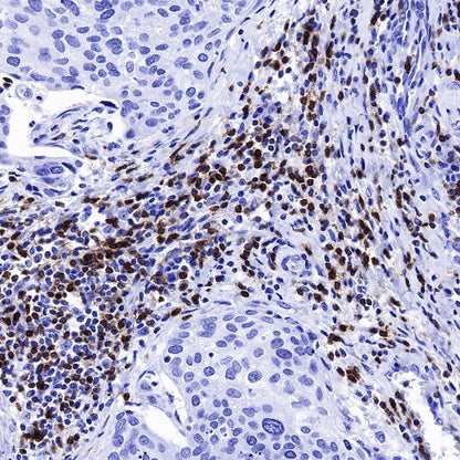 CD6 Mouse mAb (S-688-33)