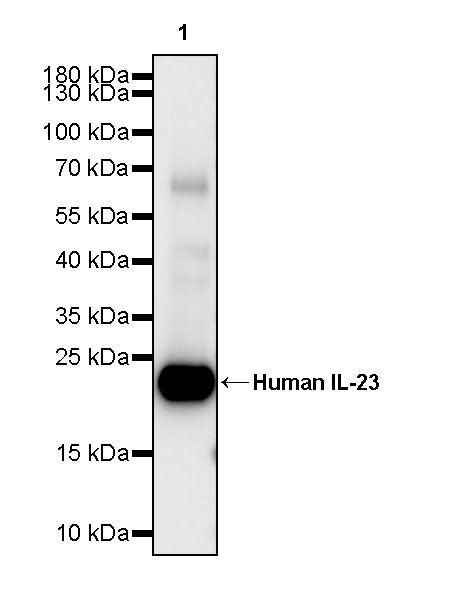Anti-Human IL-23 Monoclonal Antibody (Mirikizumab) 
