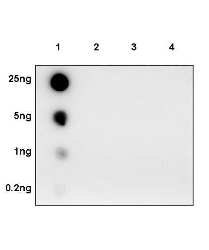 Tau (phospho T212/S214) Recombinant Rabbit mAb (S-1538-74)