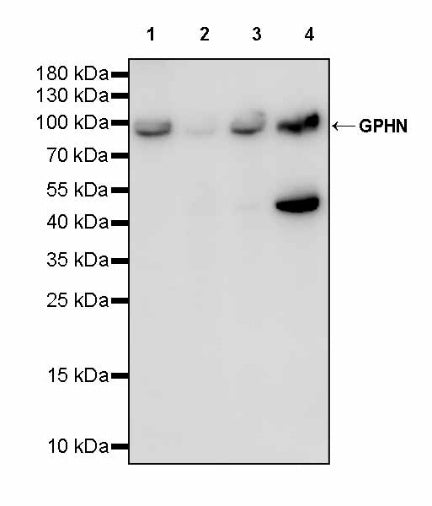 GPHN Recombinant Rabbit mAb (S-3167-63)