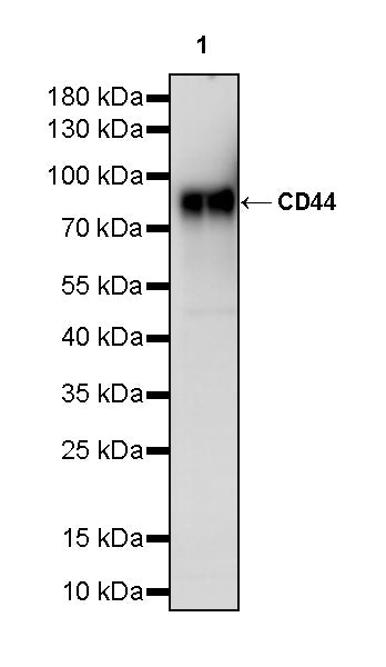CD44 Rabbit Polyclonal Antibody