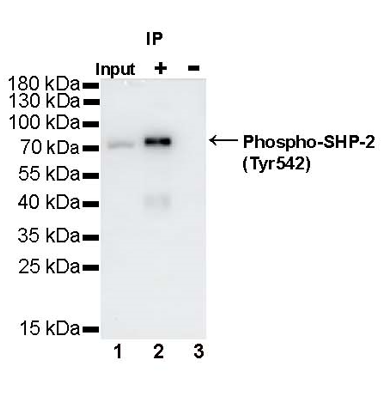 Phospho-SHP-2 (Tyr542) Recombinant Rabbit mAb (S-1254-13)