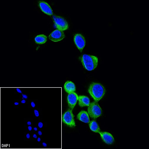 α-tubulin Recombinant Mouse mAb (FITC Conjugate) (S-364-23HL)