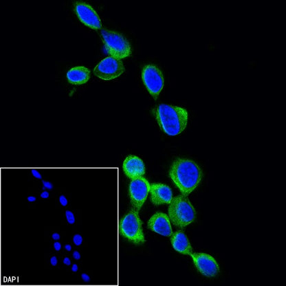 α-tubulin Recombinant Mouse mAb (FITC Conjugate) (S-364-23HL)