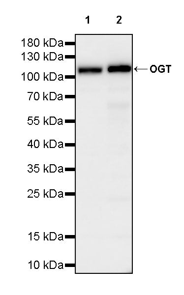 OGT Mouse mAb