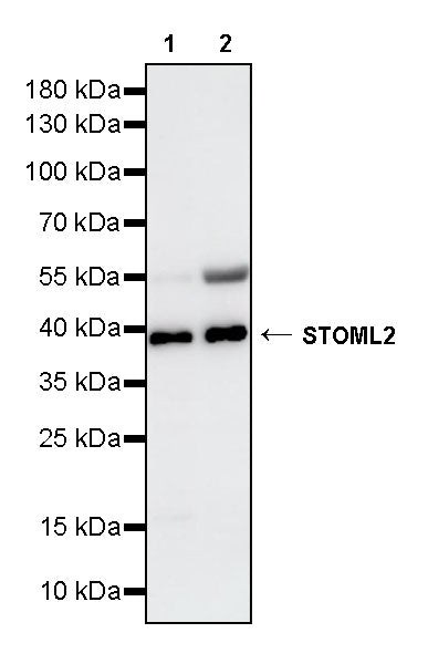 STOML2 Mouse mAb