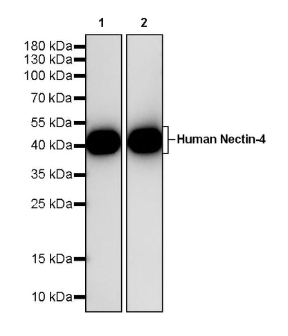 Anti-Human Nectin-4 Monoclonal Antibody (Enfortumab)