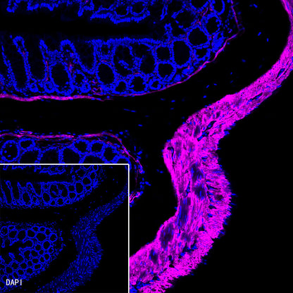 alpha smooth muscle Actin Recombinant Rabbit mAb (Alexa Fluor® 647 Conjugate) (SDT-132-63)
