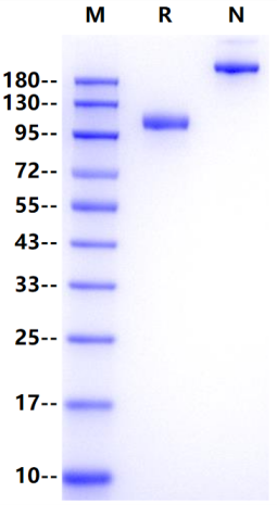 G-CSFR/CD114 Fc Chimera Protein, Human